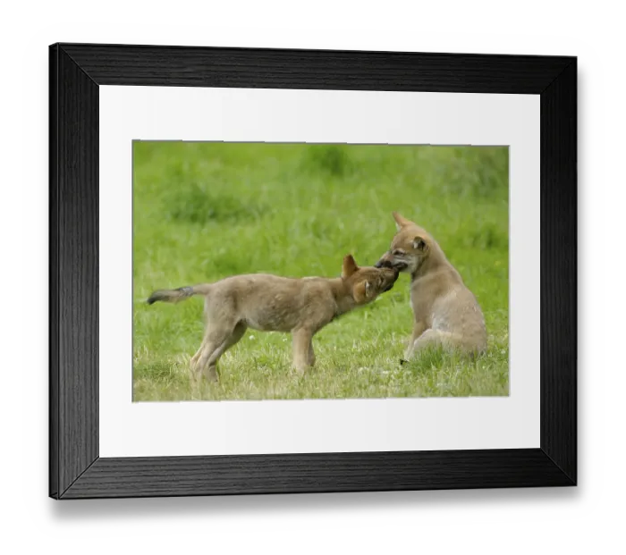 Framed Print : Wolf cubs, Gray wolves (Canis lupus), cubs, young Framed Print : Wolf cubs, Gray wolves (Canis lupus), cubs, young