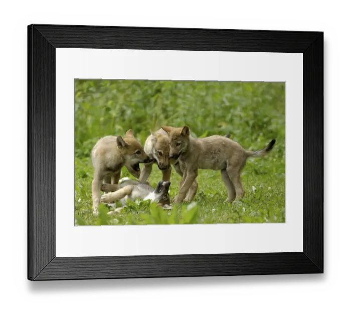 Framed Print : Wolf cubs, wolves (Canis lupus)