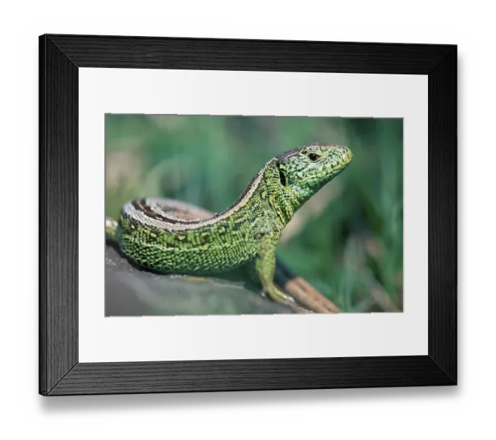 Framed Print : Sand lizard (Lacerta agilis), male