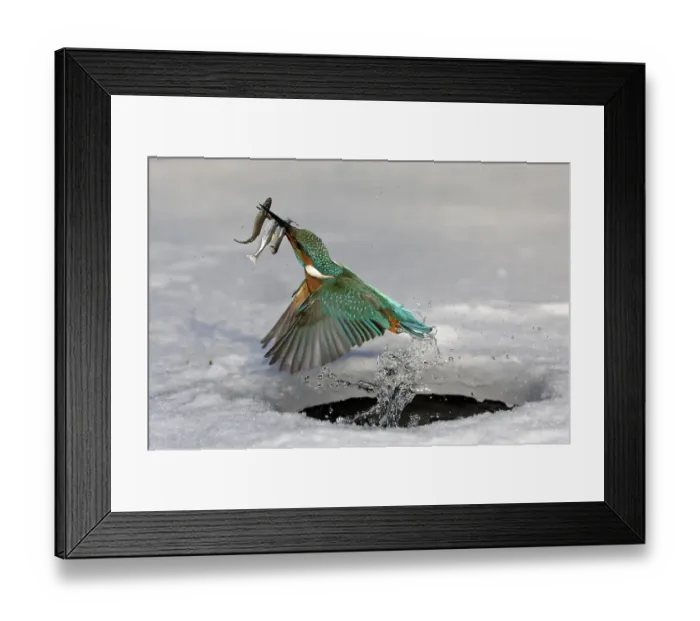 Framed Print : Kingfisher with captured fish, Hesse