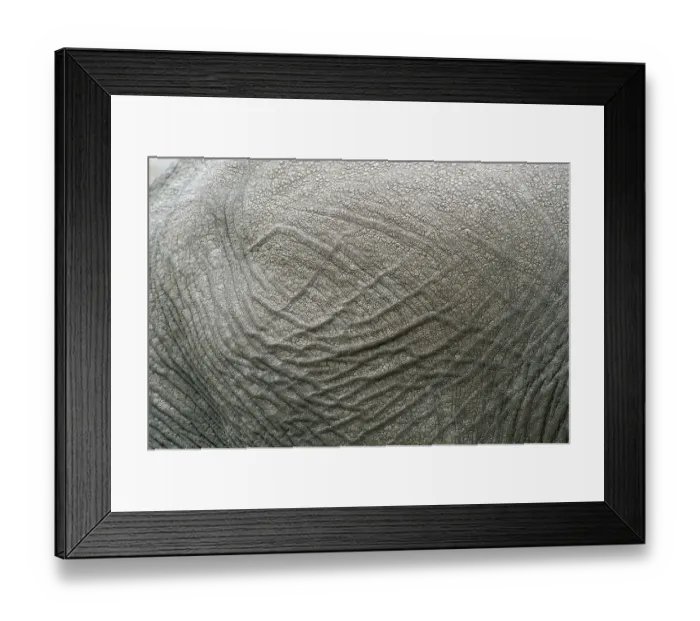 Framed Print : African elephant (Loxodonta africana)