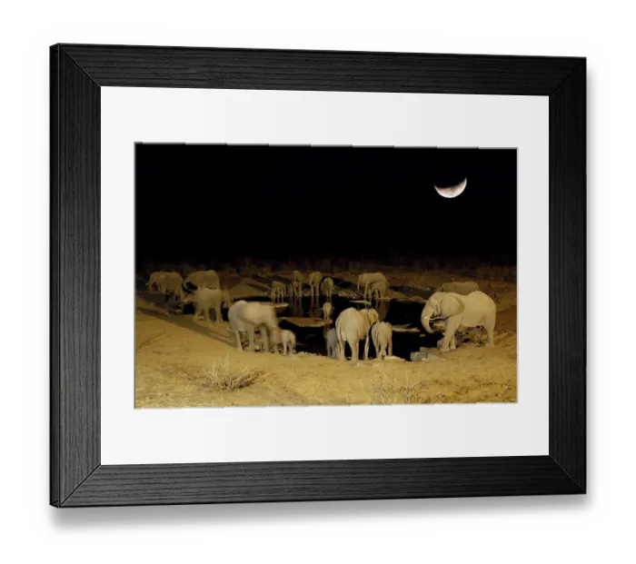 Framed Print : African elephants (Loxodonta africana) at the waterhole at night Framed Print : African elephants (Loxodonta africana) at the waterhole at night