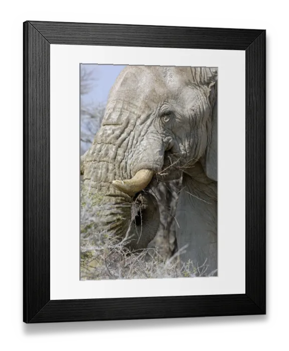 Framed Print : African elephant (Loxodonta africana) Framed Print : African elephant (Loxodonta africana)