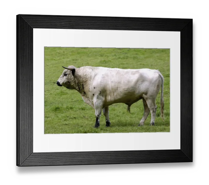 Framed Print : English park cattle, bull, bull