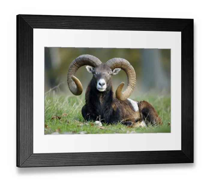 Framed Print : Mouflon ram (Ovis ammon) (Ovis orientalis)