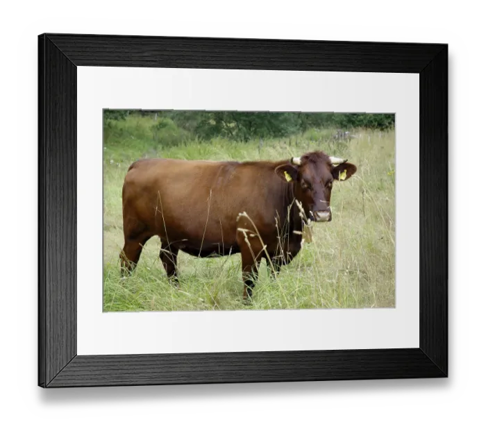Framed Print : Red cattle, cow, Hesse, cows, Germany Framed Print : Red cattle, cow, Hesse, cows, Germany