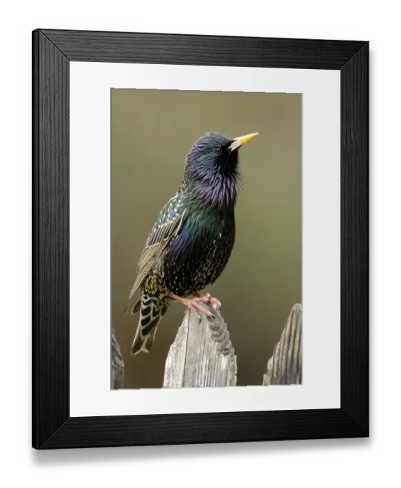 Framed Print : Starling on garden fence, Hesse (Sturnus vulgaris) Framed Print : Starling on garden fence, Hesse (Sturnus vulgaris)