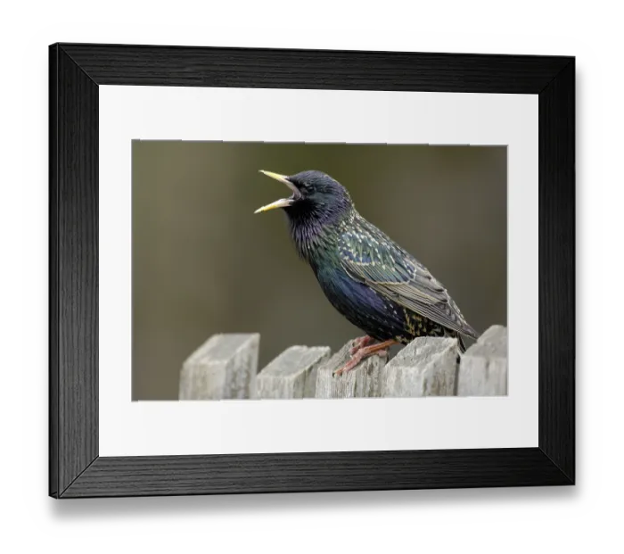 Framed Print : Starling on garden fence, Hesse (Sturnus vulgaris)