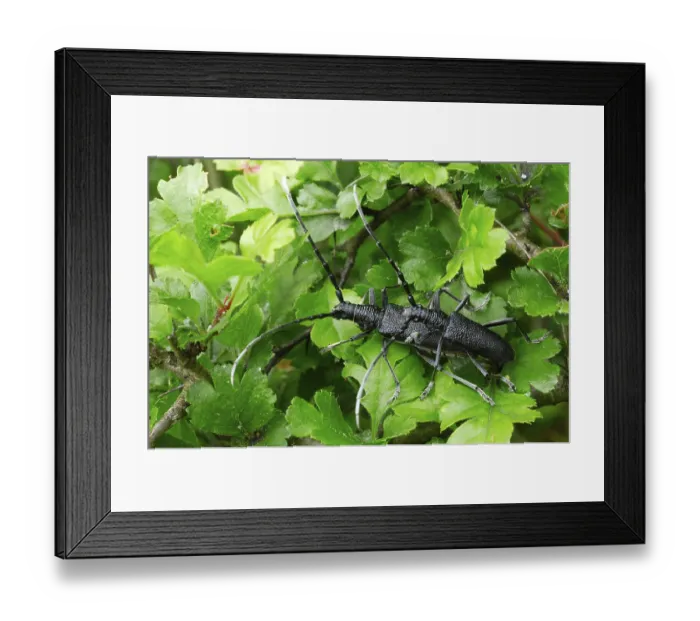 Framed Print : Beech bucks, Kellerwald-Edersee National Park