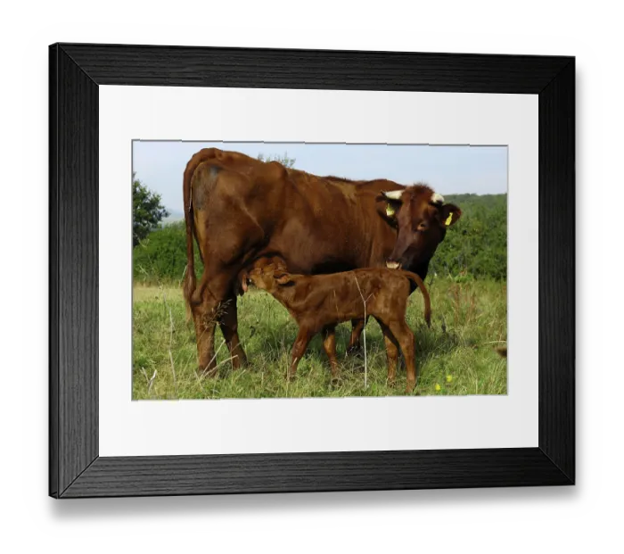 Framed Print : Red cattle, cow with calf, Hesse, Germany Framed Print : Red cattle, cow with calf, Hesse, Germany