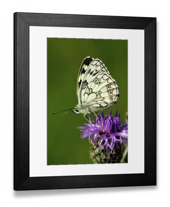 Framed Print : Marbled white (Melanargia galathea)