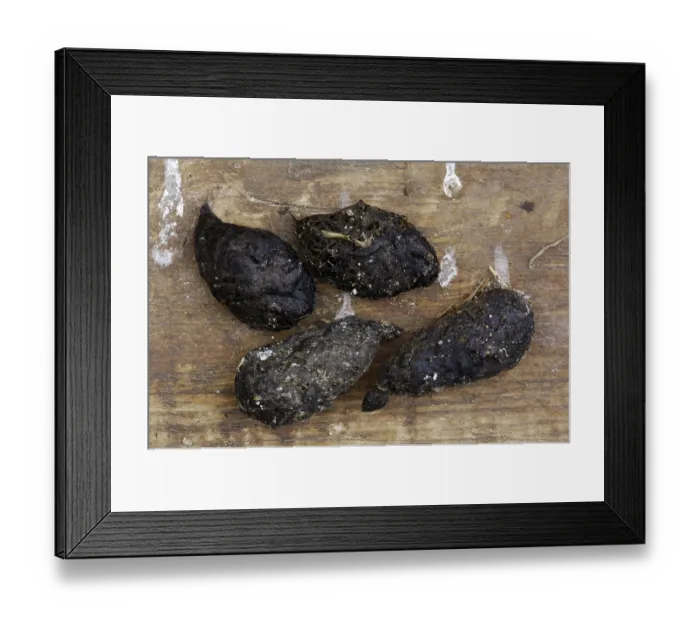 Framed Print : Pellets, barn owl (Tyto alba) Framed Print : Pellets, barn owl (Tyto alba)