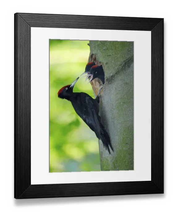 Framed Print : Black woodpecker (Dryocopus martius) and young birds at nest hole Framed Print : Black woodpecker (Dryocopus martius) and young birds at nest hole