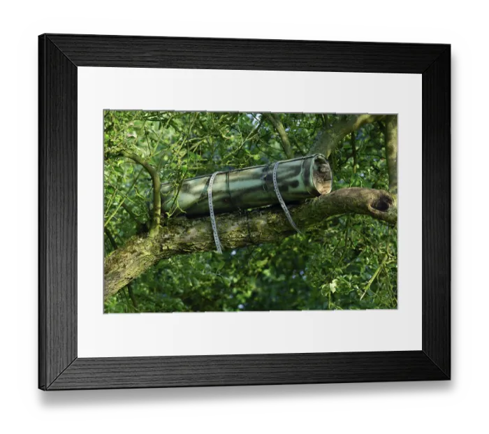 Framed Print : Little owl (Athene noctua), young bird