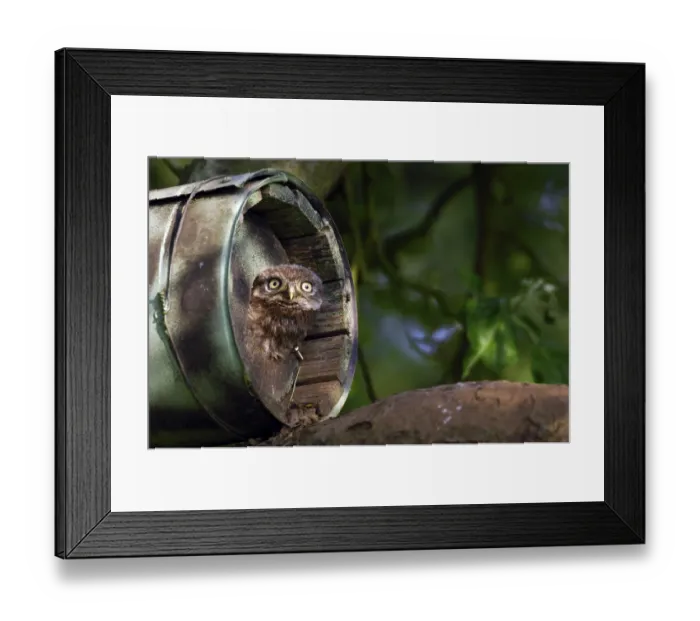 Framed Print : Little owl (Athene noctua), young bird