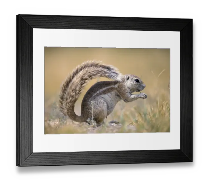 Framed Print : Cape ground squirrel (Xerus inauris)