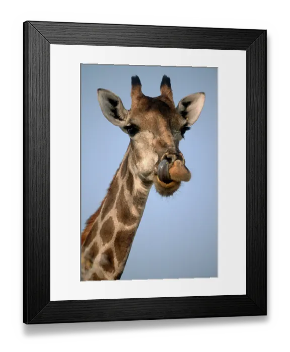 Framed Print : Giraffe (Giraffa camelopardalis)