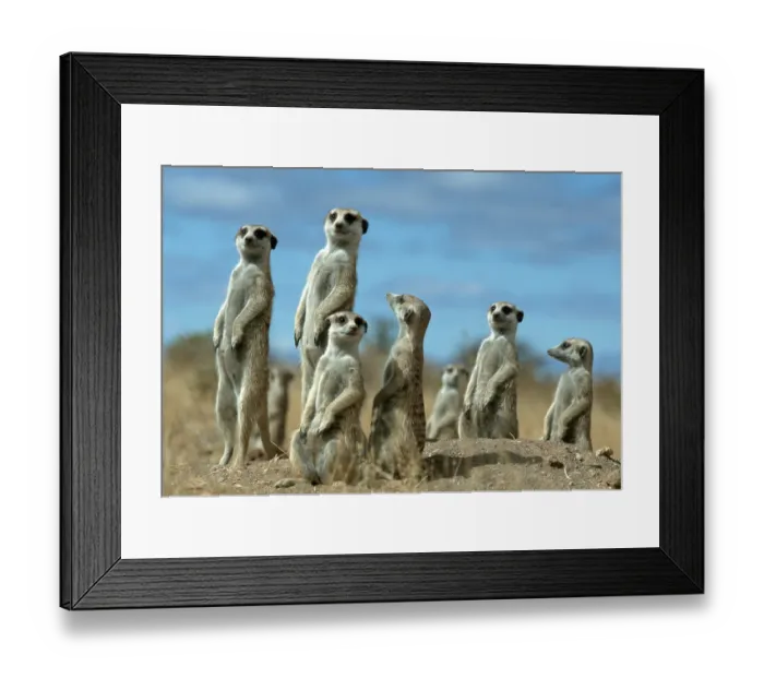 Framed Print : Meerkat (Suricata suricatta), Kalahari, Namibia Framed Print : Meerkat (Suricata suricatta), Kalahari, Namibia