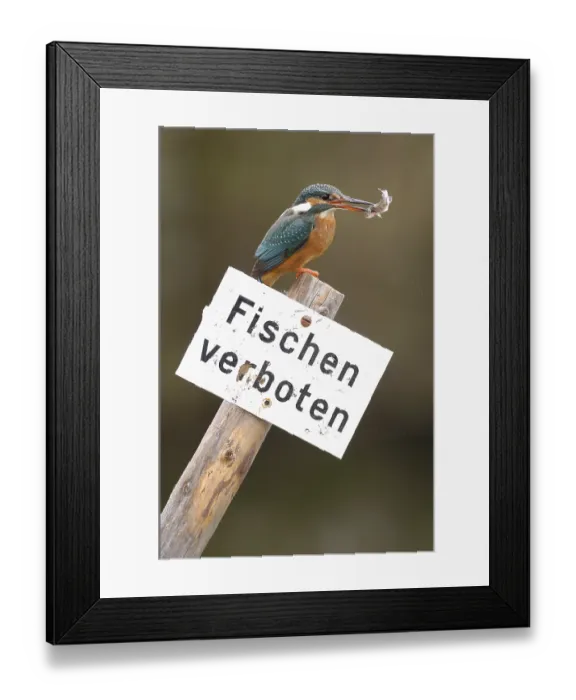 Framed Print : Kingfisher with captured fish on sign Fishing prohibited