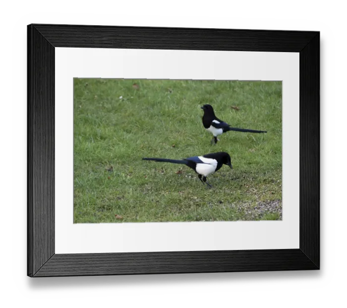 Framed Print : Two magpies (Pica pica) at a bird feeder in the garden