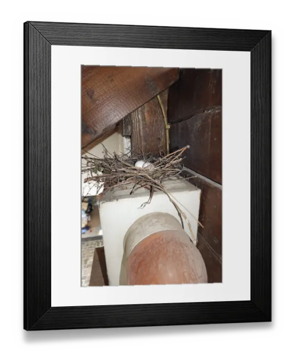 Framed Print : Nest of a Eurasian collared dove (Streptopelia decaocto) with two eggs