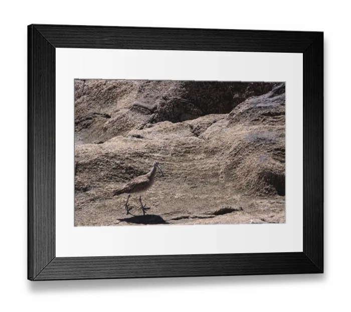 Framed Print : Whimbrel - Numenius phaeopus, Gran Canaria Framed Print : Whimbrel - Numenius phaeopus, Gran Canaria