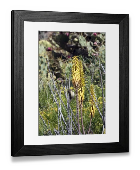 Framed Print : Canary Chiffchaff, Canary Chiffchaff - Phylloscopus canariensis on a real Aloe (aloe vera)