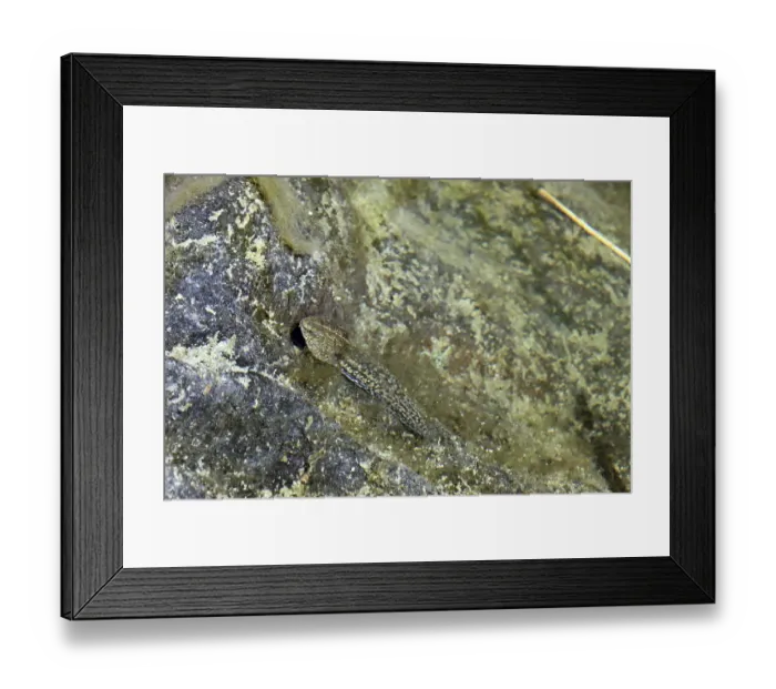 Framed Print : Tadpole of the Perez's frog (Pelophylax perezi)