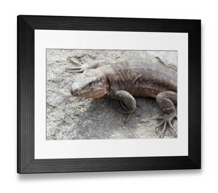 Framed Print : Gran Canaria giant lizard (Gallotia stehlini) Framed Print : Gran Canaria giant lizard (Gallotia stehlini)