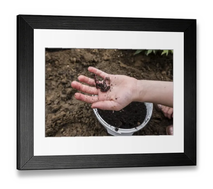 Framed Print : Earthworm (Lumbricus terrestris) on a child's hand Earthworm (Lumbricus terrestris) on a child's hand