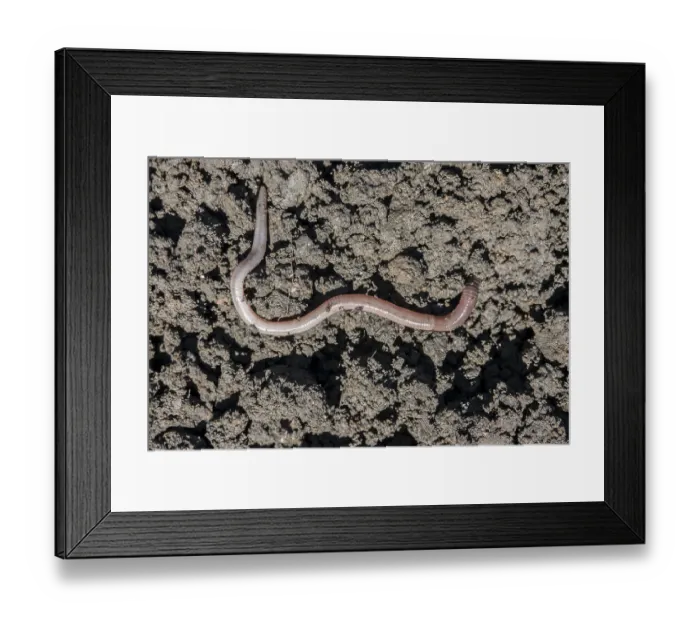 Framed Print : Earthworm (Lumbricus terrestris)