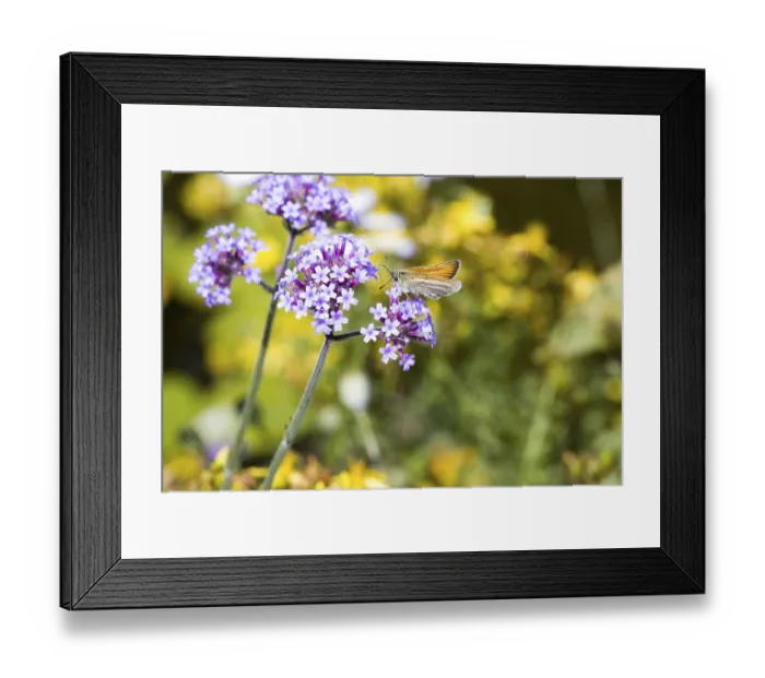 Framed Print : Essex skipper (Thymelicus lineola) on Purpletop vervain (Verbena bonariensis)