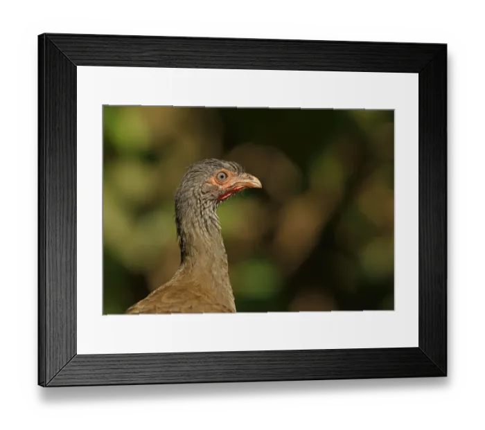 Framed Print : Bronze guan (Penelope obscura) Framed Print : Bronze guan (Penelope obscura)