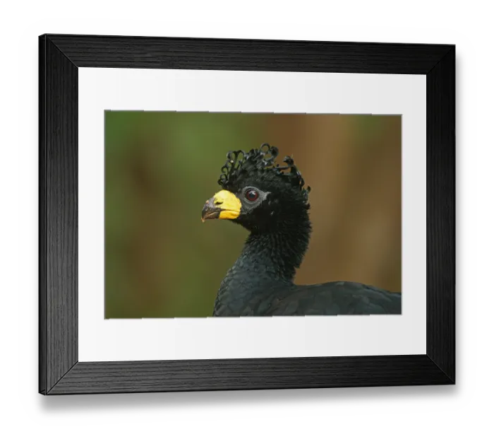Framed Print : Sclater's Hokko (Crax fasciolata) Framed Print : Sclater's Hokko (Crax fasciolata)