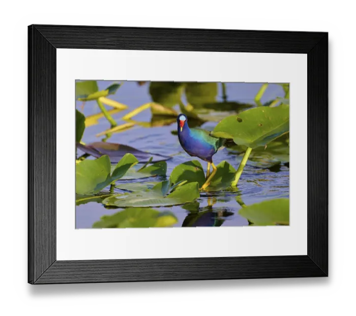 Framed Print : A bird with blue plumage and a red beak stands on leaves in the water
