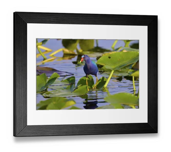 Framed Print : A colourful bird balancing on water lilies in a natural body of water