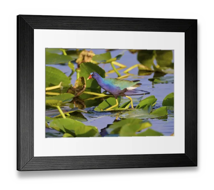 Framed Print : A colourful bird walks over foliage in clear water Framed Print : A colourful bird walks over foliage in clear water