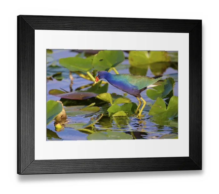 Framed Print : An iridescent bird stands in a pond full of grass-green leaves
