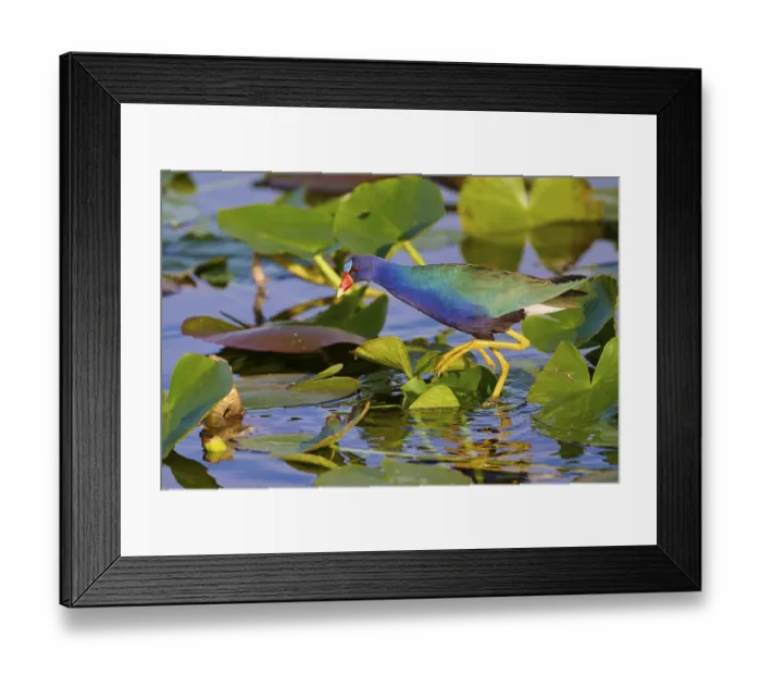 Framed Print : A colourful bird crosses the water surface on green leaves