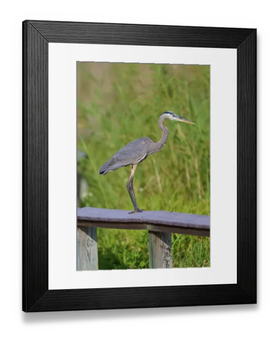 Framed Print : A heron balancing on a wooden railing surrounded by tall green vegetation Framed Print : A heron balancing on a wooden railing surrounded by tall green vegetation