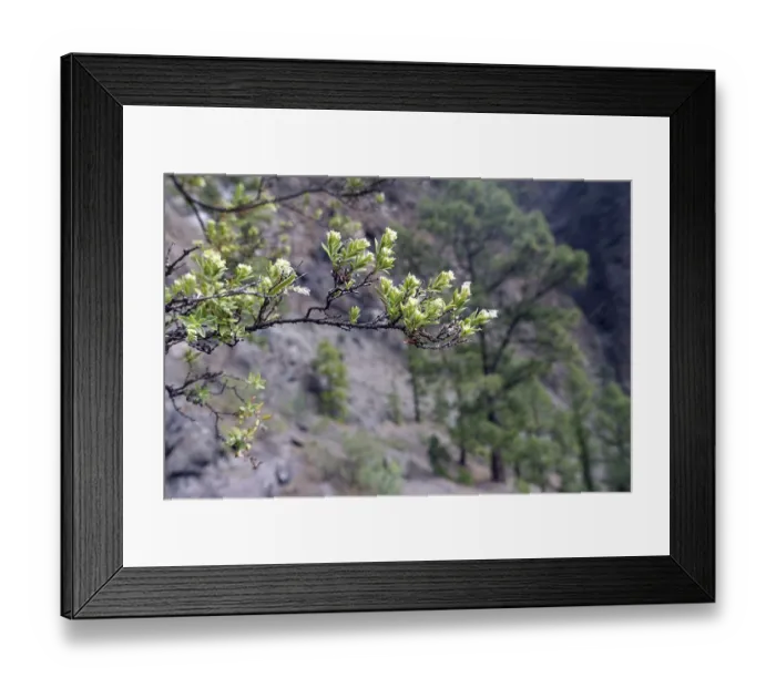 Framed Print : Canary Island chickweed (Paronychia canariensis)