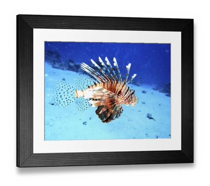 Framed Print : Common lionfish, Safaga, Egypt