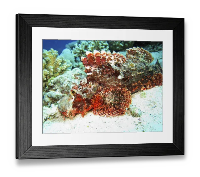 Framed Print : Tassled Scorpionfish, Safaga, Egypt