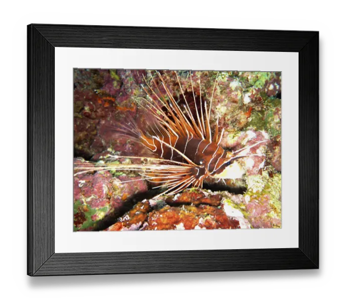Framed Print : Lionfish, Safaga, Egypt Framed Print : Lionfish, Safaga, Egypt