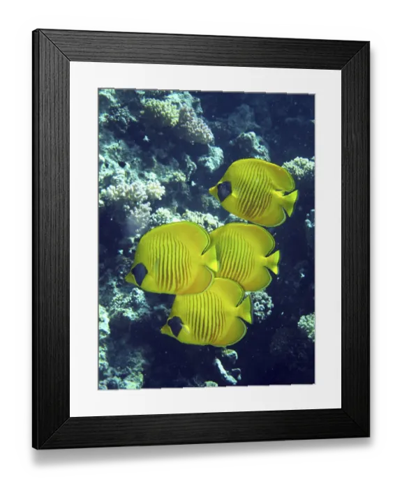 Framed Print : Masked butterflyfish, Safaga, Egypt, Safaga, Egypt