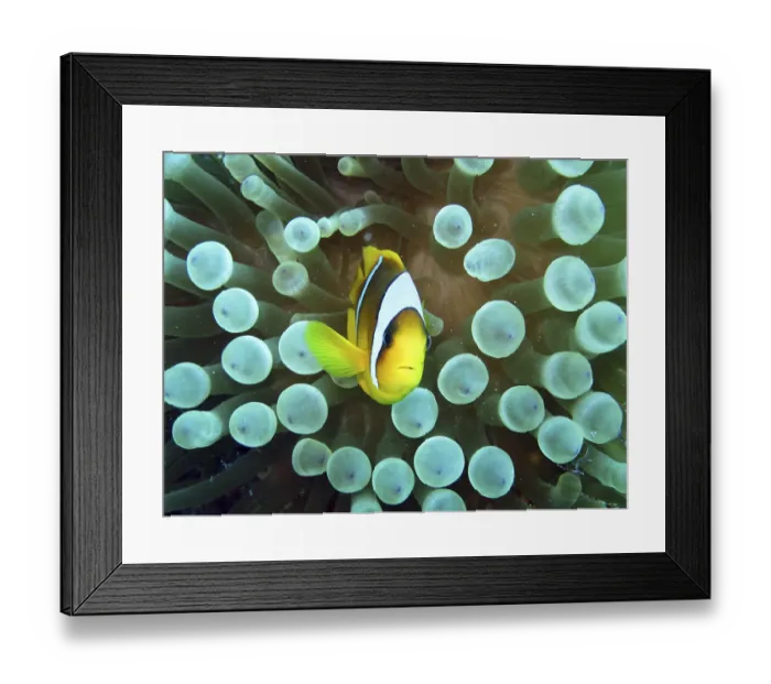 Framed Print : Anemonefish on bubble anemone, Safaga, Egypt Framed Print : Anemonefish on bubble anemone, Safaga, Egypt