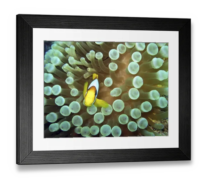Framed Print : Anemonefish on bubble anemone, Safaga, Egypt