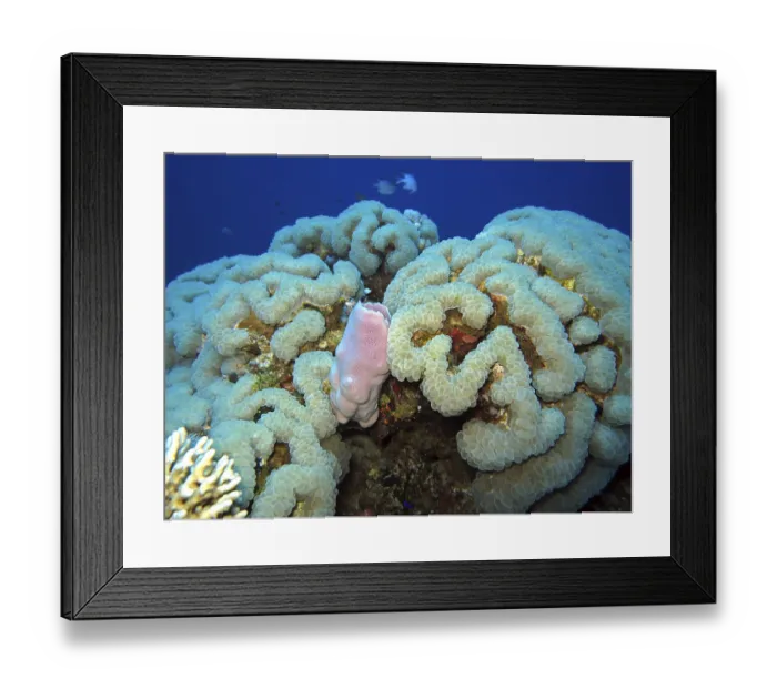 Framed Print : Bubble coral and pink goblet sponge, Safaga, Egypt