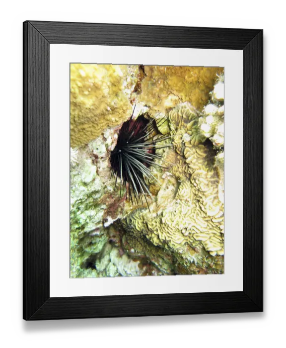 Framed Print : Diadem sea urchin - Diadema setosum, Safaga, Egypt
