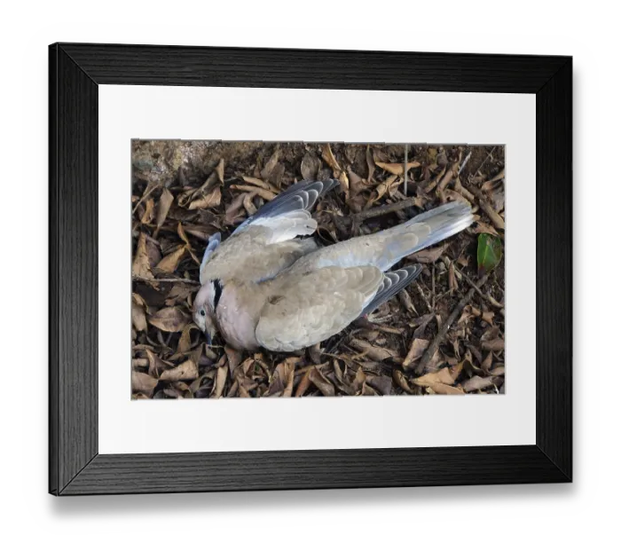 Framed Print : Dead Eurasian Collared Dove - Streptopelia decaocto